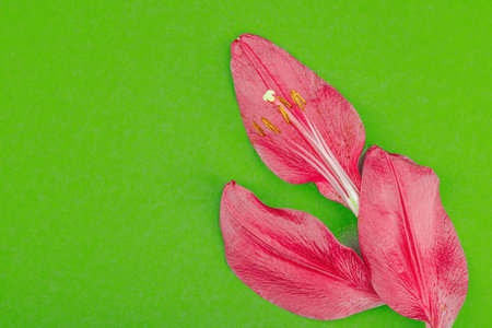 Pink lily flower petals on green background, copy space. Minimal natural floral composition for cosmetic branding or wellness design, flat lay, top viewの写真素材
