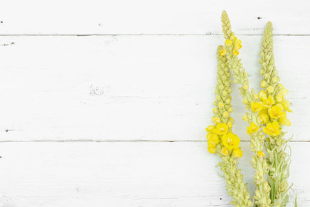 Fresh yellow Verbascum thapsus flowers on rustic white wood, symbol of herbal medicine, natural healing, and botanical wellness, top viewの写真素材