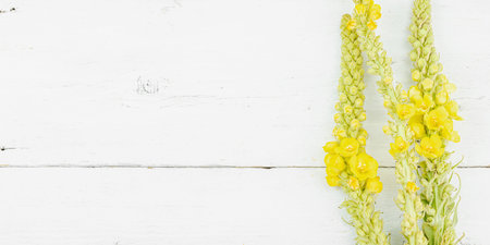 Fresh yellow Verbascum thapsus flowers on rustic white wood, symbol of herbal medicine, natural healing, and botanical wellness, banner formatの写真素材