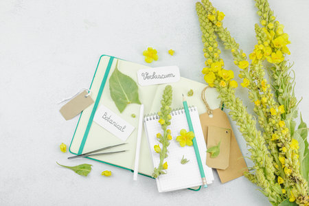 Botanical flat lay with Verbascum flower, leaves, and sketchbook on light background, natural eco...