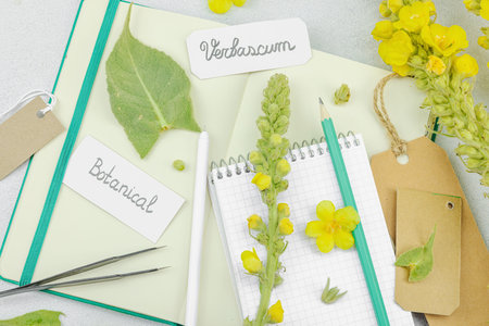 Botanical flat lay with Verbascum flower, leaves, and sketchbook on light background, natural eco...