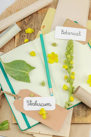 Botanical flat lay with Verbascum flower, leaves, and sketchbook on light background, natural eco composition, top viewの写真素材