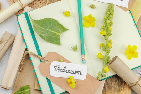 Botanical flat lay with Verbascum flower, leaves, and sketchbook on light background, natural eco...