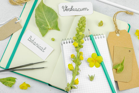 Botanical flat lay with Verbascum flower, leaves, and sketchbook on light background, natural eco composition, top viewの写真素材