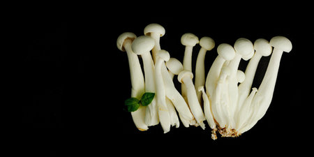 Fresh shimeji mushrooms with spices and herbs on black background. Vegan ingredient for healthy...