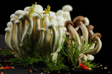 Closeup of two varieties of beech mushrooms, fresh Shimeji arranged like a mysterious forest with dill herbs, spices, on black background. Organic vegan food concept with artistic natural atmosphereの写真素材