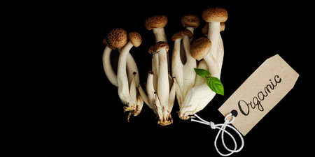 Fresh shimeji mushrooms with spices and herbs on black background. Vegan ingredient for healthy...