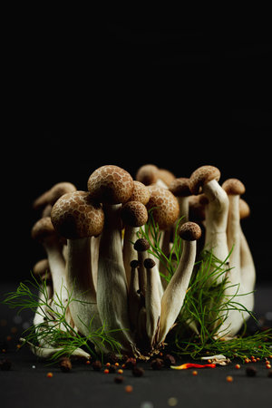 Closeup of beech mushrooms, fresh Shimeji arranged like a mysterious forest with dill herbs, spices, on black background. Organic vegan food concept with artistic natural atmosphereの写真素材