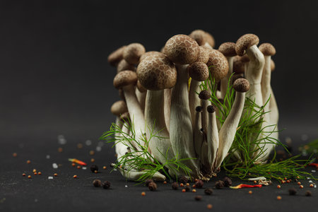 Closeup of beech mushrooms, fresh Shimeji arranged like a mysterious forest with dill herbs, spices, on black background. Organic vegan food concept with artistic natural atmosphereの写真素材