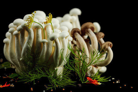 Closeup of two varieties of beech mushrooms, fresh Shimeji arranged like a mysterious forest with dill herbs, spices, on black background. Organic vegan food concept with artistic natural atmosphereの写真素材