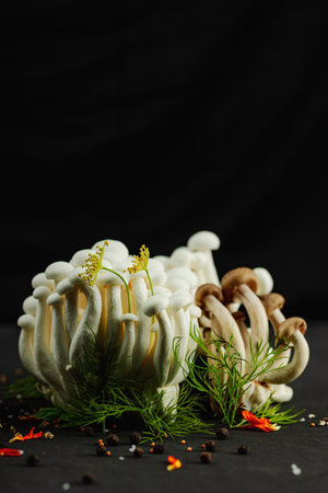 Closeup of two varieties of beech mushrooms, fresh Shimeji arranged like a mysterious forest with dill herbs, spices, on black background. Organic vegan food concept with artistic natural atmosphereの写真素材