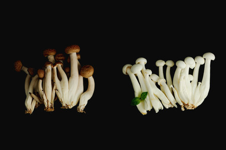 Fresh shimeji mushrooms with spices and herbs on black background. Vegan ingredient for healthy...