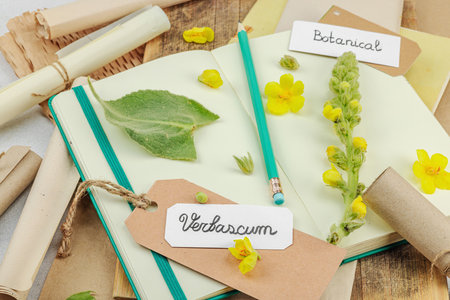 Botanical flat lay with Verbascum flower, leaves, and sketchbook on light background, natural eco composition, close upの写真素材