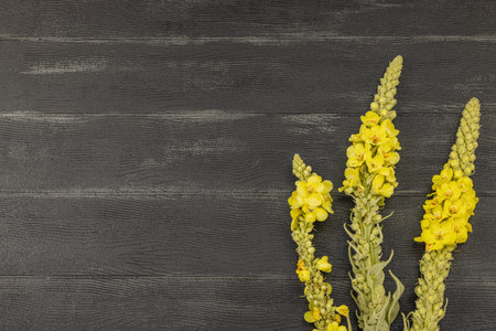 Fresh yellow Verbascum thapsus flowers on black background, symbol of herbal medicine, natural...