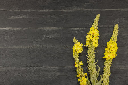 Fresh yellow Verbascum thapsus flowers on black background, symbol of herbal medicine, natural...