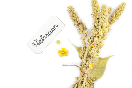 Verbascum thapsus dried flowers isolated on white background. Herbal plant for alternative natural medicine and apothecary concept, top viewの写真素材