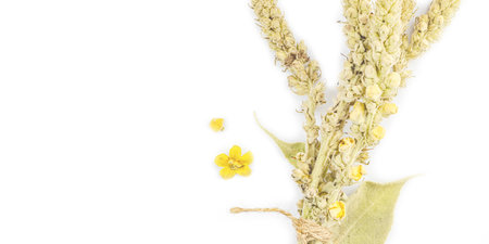 Verbascum thapsus dried flowers isolated on white background. Herbal plant for alternative natural medicine and apothecary concept, banner formatの写真素材