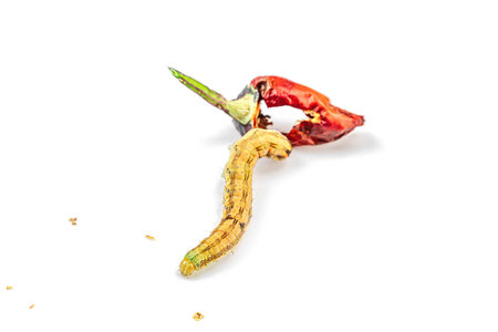 Helicoverpa armigera caterpillar on red chili pepper isolated on white background. Macro shot of...