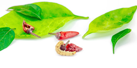 Helicoverpa armigera caterpillar on red chili pepper isolated on white background. Macro shot of...