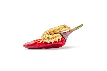 Helicoverpa armigera caterpillar on red chili pepper isolated on white background. Macro shot of...
