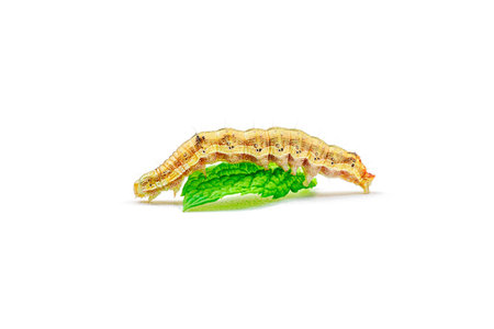 Macro shot of a caterpillar on red chili pepper isolated on white background.