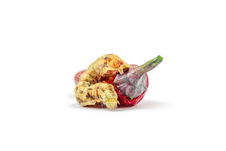 Helicoverpa armigera caterpillar on red chili pepper isolated on white background. Macro shot of...