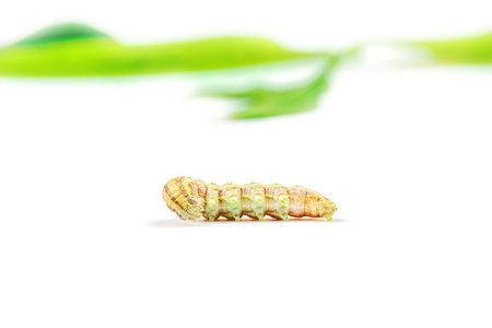 Helicoverpa armigera caterpillar isolated on white background. Macro shot of cotton bollworm, a...