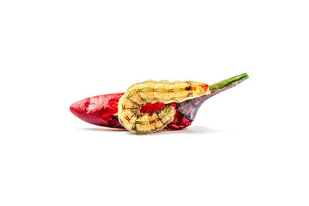 Helicoverpa armigera caterpillar on red chili pepper isolated on white background. Macro shot of...