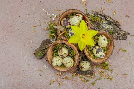Eco-friendly Easter still life with coconut shell nests filled with green moss and speckled quail...