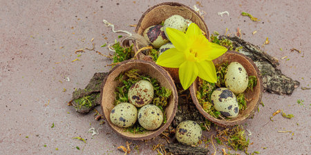 Eco-friendly Easter still life with coconut shell nests filled with green moss and speckled quail eggs. Yellow daffodil, natural tree bark on stone background, zero waste concept, banner formatの写真素材
