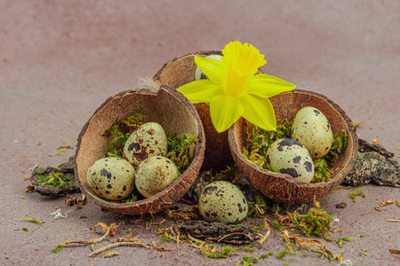 Eco-friendly Easter still life with coconut shell nests filled with green moss and speckled quail eggs. Yellow daffodil, natural tree bark on stone background, zero waste concept, copy spaceの写真素材
