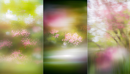 blurred image of sakura flower with bokeh background.の素材