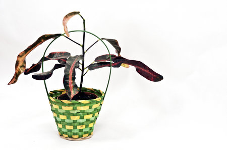 Isolated flower on white backgroundの写真素材