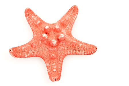 isolated sea star on white backgroundの写真素材