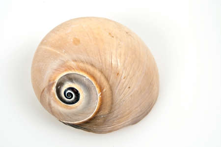 Isolated sea shell on white backgroundの写真素材