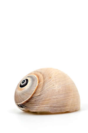 Isolated sea shell on white backgroundの写真素材