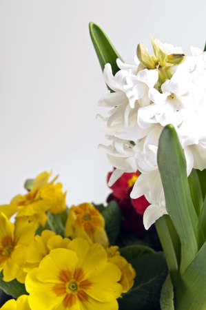 Isolated hyacinth and primrose on white backgroundの写真素材