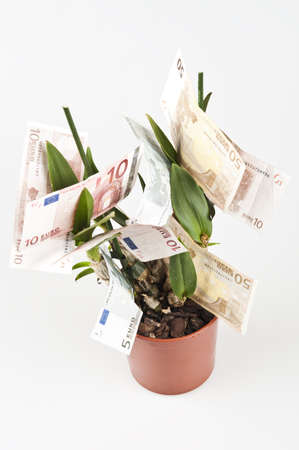 Isolated banknotes in flower potの写真素材