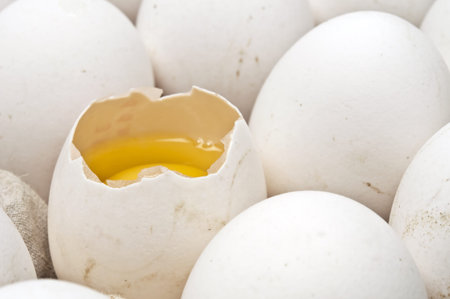 isolated full egg carton on white