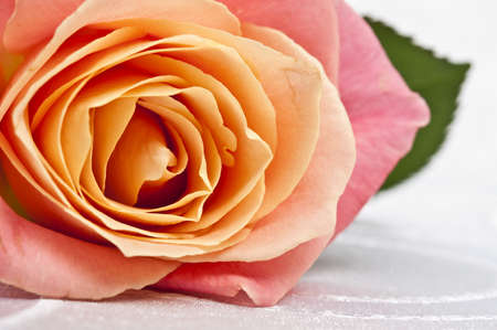 Pink rose on white silkの写真素材