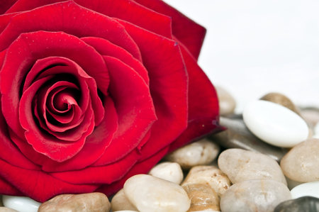 Red rose on many stonesの写真素材