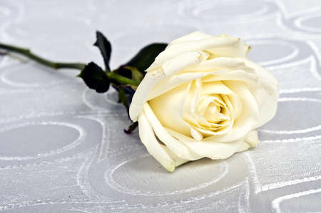 White rose on white silkの写真素材