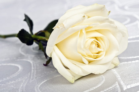 White rose on white silkの写真素材