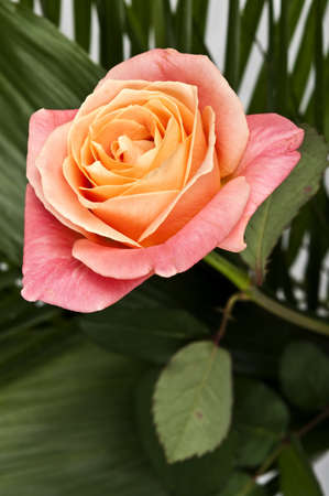 Pink rose and many leavesの写真素材