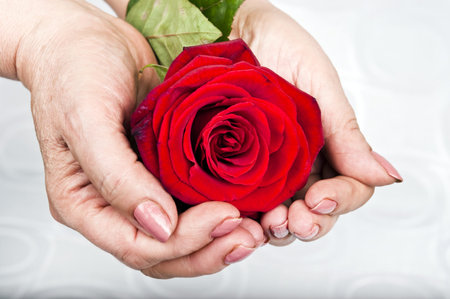 Red rose in woman handsの写真素材