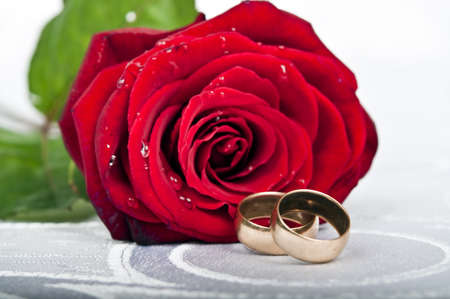 Wet rose and wedding rings on white silkの写真素材