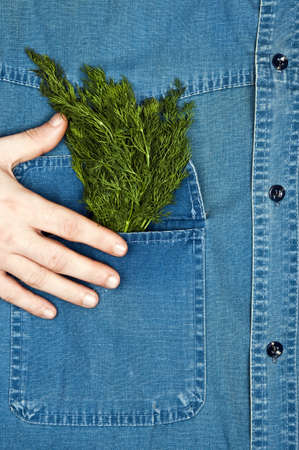 Jeans shirt pocket with dillの写真素材