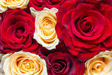 Red and yellow floral natural roses backgroundの写真素材