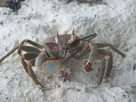 Hungry Crab