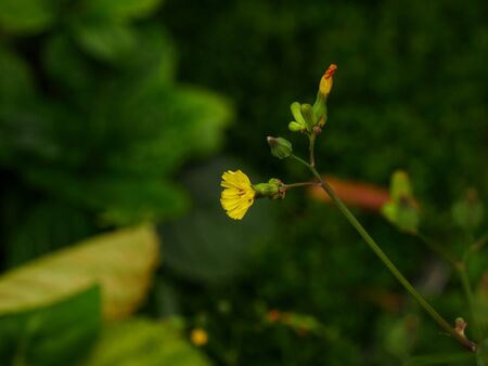 Yellow grass flowers with flower buds on dark background